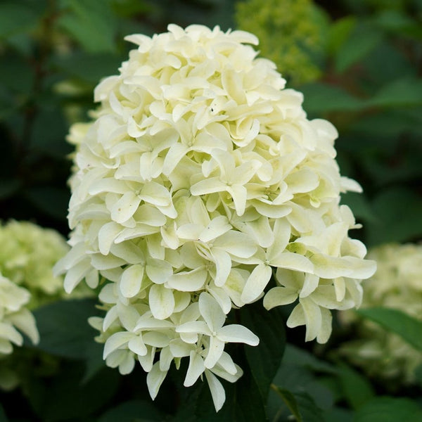 Hydrangea Paniculata Skyfall Hyacinth Bulbs Blooms Species Growing Bonsai Roots Rhizomes Corms Tubers Potted Planting Reblooming Fragrant Garden Flower Seeds Plant Gardening