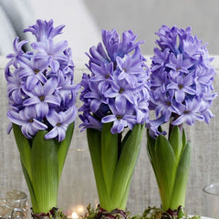 Scented Blue Hyacinth Bulbs Blooms Species Growing Bonsai Roots Rhizomes Corms Tubers Potted Planting Reblooming Fragrant Garden Flower Seeds Plant Gardening - Seedsplant