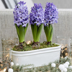Scented Blue Hyacinth Bulbs Blooms Species Growing Bonsai Roots Rhizomes Corms Tubers Potted Planting Reblooming Fragrant Garden Flower Seeds Plant Gardening - Seedsplant