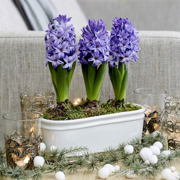 Scented Blue Hyacinth Bulbs Blooms Species Growing Bonsai Roots Rhizomes Corms Tubers Potted Planting Reblooming Fragrant Garden Flower Seeds Plant Gardening