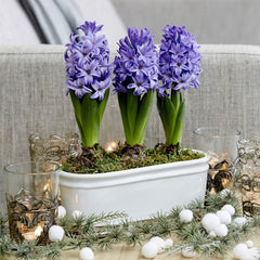 Scented Blue Hyacinth Bulbs Blooms Species Growing Bonsai Roots Rhizomes Corms Tubers Potted Planting Reblooming Fragrant Garden Flower Seeds Plant Gardening - Seedsplant