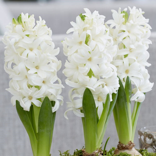 Scented White Hyacinth Bulbs Blooms Species Growing Bonsai Roots Rhizomes Corms Tubers Potted Planting Reblooming Fragrant Garden Flower Seeds Plant Gardening