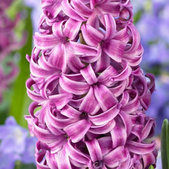 Purple Sensation Hyacinth Bulbs Blooms Species Growing Bonsai Roots Rhizomes Corms Tubers Potted Planting Reblooming Fragrant Garden Flower Seeds Plant Gardening