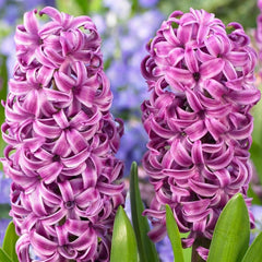 Purple Sensation Hyacinth Bulbs Blooms Species Growing Bonsai Roots Rhizomes Corms Tubers Potted Planting Reblooming Fragrant Garden Flower Seeds Plant Gardening