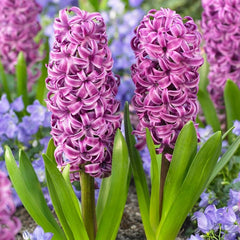 Purple Sensation Hyacinth Bulbs Blooms Species Growing Bonsai Roots Rhizomes Corms Tubers Potted Planting Reblooming Fragrant Garden Flower Seeds Plant Gardening