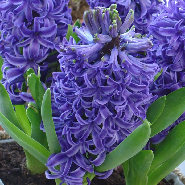 Hyacinth Blue Pearl Bulbs Blooms Species Growing Bonsai Roots Rhizomes Corms Tubers Potted Planting Reblooming Fragrant Garden Flower Seeds Plant Gardening