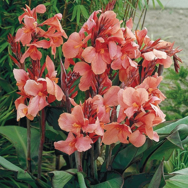 Pink Canna Lily Bulbs Perennial Growing Bonsai Roots Rhizomes Corms Tubers Potted Planting Reblooming Fragrant Garden Species Blooms Flower Seeds Plant Gardening