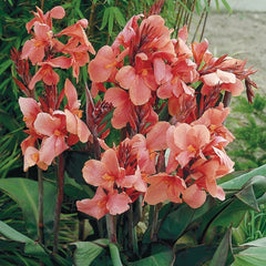 Pink Canna Lily Bulbs Perennial Growing Bonsai Roots Rhizomes Corms Tubers Potted Planting Reblooming Fragrant Garden Species Blooms Flower Seeds Plant Gardening