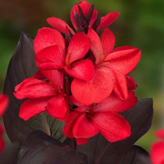 Red Canna Bulbs Perennial Growing Bonsai Roots Rhizomes Corms Tubers Potted Planting Reblooming Fragrant Garden Species Blooms Flower Seeds Plant Gardening