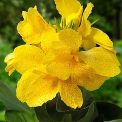 Yellow Canna Bulbs Perennial Growing Bonsai Roots Rhizomes Corms Tubers Potted Planting Reblooming Fragrant Garden Species Blooms Flower Seeds Plant Gardening - Seedsplant