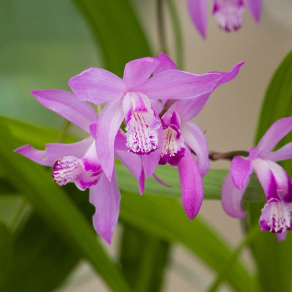 Bletilla Striata Hyacinth Orchid Bulbs Blooms Species Growing Bonsai Roots Rhizomes Corms Tubers Potted Planting Reblooming Fragrant Garden Flower Seeds Plant Gardening