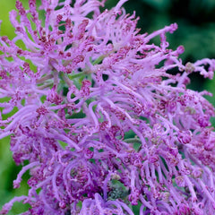 Muscari Comosum Plumosum Feather Grape Hyacinth Bulbs Blooms Species Growing Bonsai Roots Rhizomes Corms Tubers Potted Planting Reblooming Fragrant Garden Flower Seeds Plant Gardening