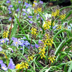 Muscari Macrocarpum Golden Fragrance Grape Hyacinth Bulbs Blooms Species Growing Bonsai Roots Rhizomes Corms Tubers Potted Planting Reblooming Fragrant Garden Flower Seeds Plant Gardening