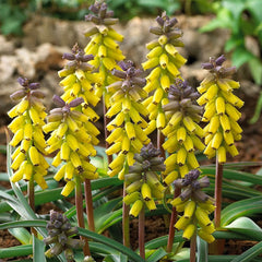Muscari Macrocarpum Golden Fragrance Grape Hyacinth Bulbs Blooms Species Growing Bonsai Roots Rhizomes Corms Tubers Potted Planting Reblooming Fragrant Garden Flower Seeds Plant Gardening
