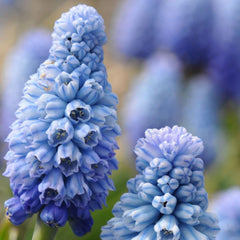 Muscari Azureum Grape Hyacinth Bulbs Blooms Species Growing Bonsai Roots Rhizomes Corms Tubers Potted Planting Reblooming Fragrant Garden Flower Seeds Plant Gardening