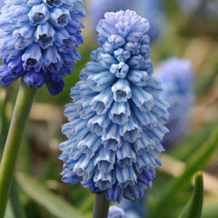 Muscari Azureum Grape Hyacinth Bulbs Blooms Species Growing Bonsai Roots Rhizomes Corms Tubers Potted Planting Reblooming Fragrant Garden Flower Seeds Plant Gardening