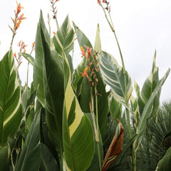 Stuttgart Canna Bulbs Perennial Growing Bonsai Roots Rhizomes Corms Tubers Potted Planting Reblooming Fragrant Garden Species Blooms Flower Seeds Plant Gardening