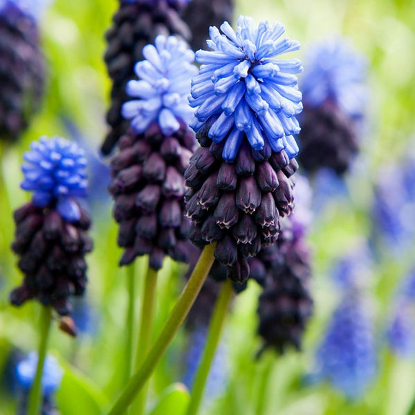 Muscari Latifolium Grape Hyacinth Bulbs Blooms Species Growing Bonsai Roots Rhizomes Corms Tubers Potted Planting Reblooming Fragrant Garden Flower Seeds Plant Gardening