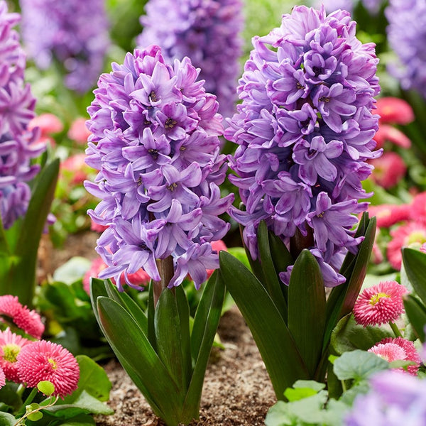 Violetti Star Hyacinth Bulbs Blooms Species Growing Bonsai Roots Rhizomes Corms Tubers Potted Planting Reblooming Fragrant Garden Flower Seeds Plant Gardening