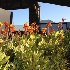 Pretoria Canna Tropicanna Bulbs Perennial Growing Bonsai Roots Rhizomes Corms Tubers Potted Planting Reblooming Fragrant Garden Species Blooms Flower Seeds Plant Gardening