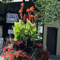 Pretoria Canna Tropicanna Bulbs Perennial Growing Bonsai Roots Rhizomes Corms Tubers Potted Planting Reblooming Fragrant Garden Species Blooms Flower Seeds Plant Gardening