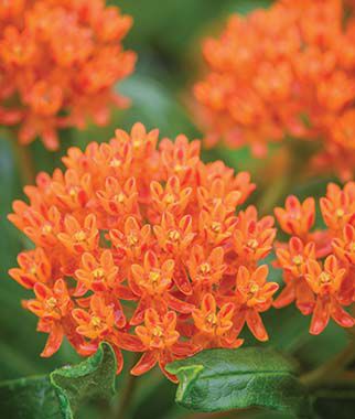 Asclepias tuberosa, Butterfly Weed - Plants Seeds