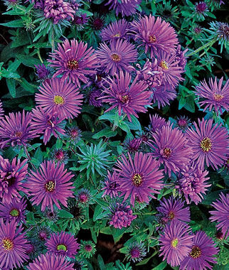 Aster Purple Dome