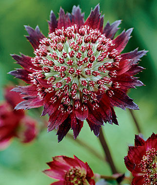 astrantia flower seeds Astrantia Moulin Rouge