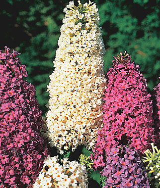 Butterfly Bush Butterfly Hybrid Mix