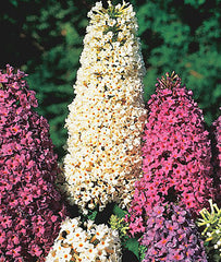 Butterfly Bush, Butterfly Hybrid Mix - Plants Seeds