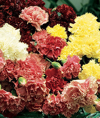 Carnations