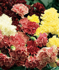 Carnation, Burpee's Super Giant Mix - Plants Seeds