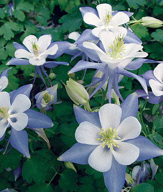 Columbine, Blue Star - Seedsplant