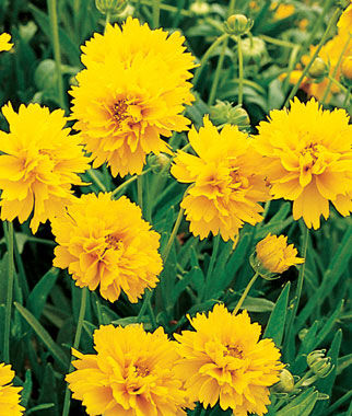 Coreopsis, Early Sunrise - Seedsplant