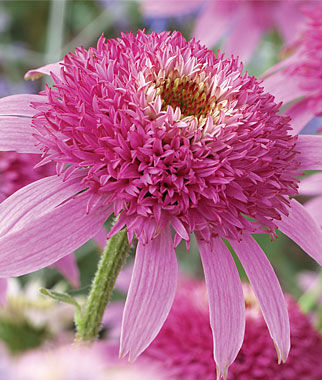 Echinacea, Pink Double Delight - Plants Seeds