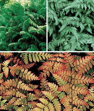 Fern Collection - Plants Seeds