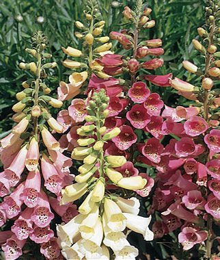 Foxglove, Foxy Mixed Colors - Plants Seeds