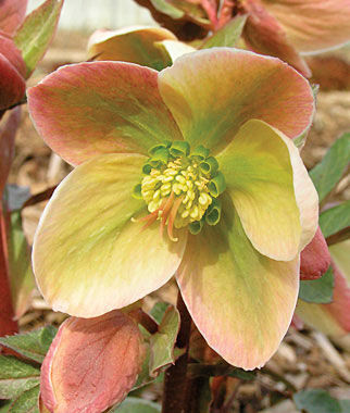 Hellebore, Ivory Prince - Plants Seeds