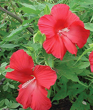 Hibiscus, Lord Baltimore - Plants Seeds