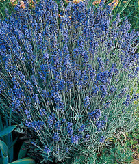 Lavender, Lady - Seedsplant