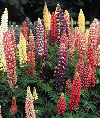 Lupine Russell Hybrid Mixed Colors