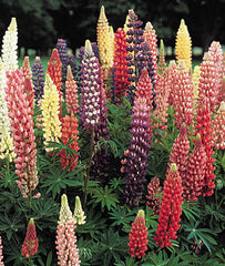 Lupine, Russell Hybrid Mixed Colors - Plants Seeds