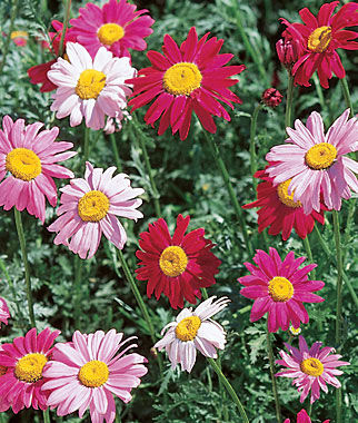 Painted Daisy, Mixed Colors - Plants Seeds