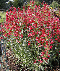 Penstemon, Red Riding Hood - Plants Seeds