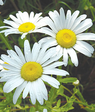 Shasta Daisy, Snow Lady - Plants Seeds