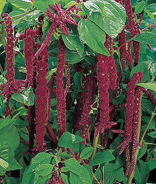 Amaranthus Love Lies Bleeding