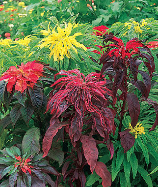 Amaranthus, Summer Poinsettia Mix - Plants Seeds