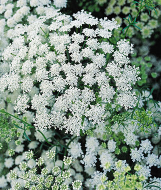 Ammi Majus Queen Annes Lace