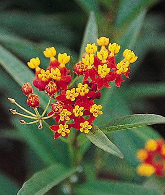 Asclepias Red Butterfly