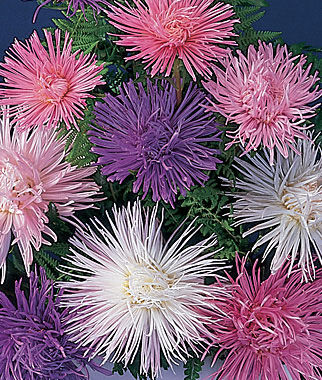 Aster Fireworks Mixed Colors